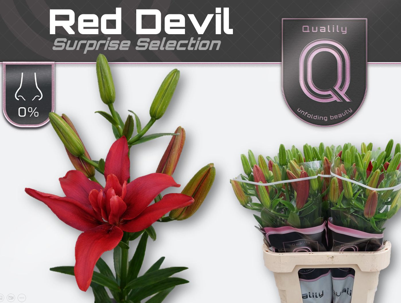 Li La Du Overig 85L.cm 45+knop 23bloei