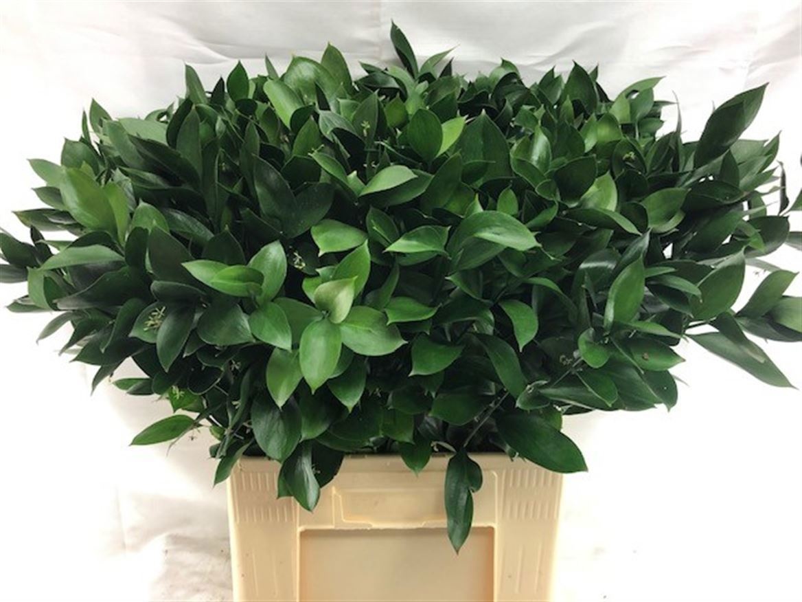 Ruscus Hypophyllum 70L.cm