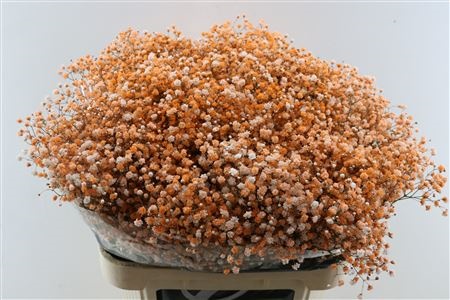 Gypsophila Painted 80cm 40gram