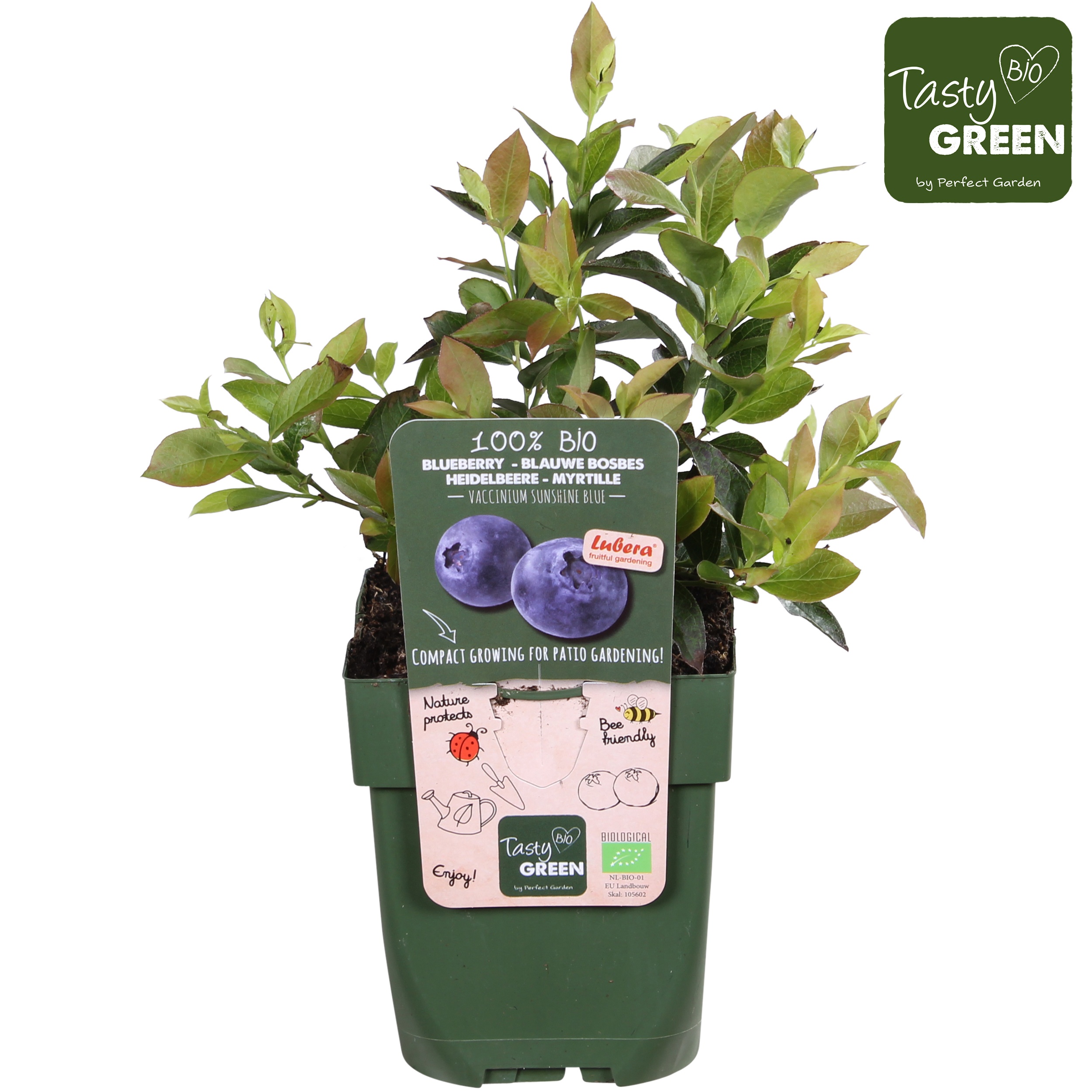 Vaccinium cor. 'Sunshine Blue'