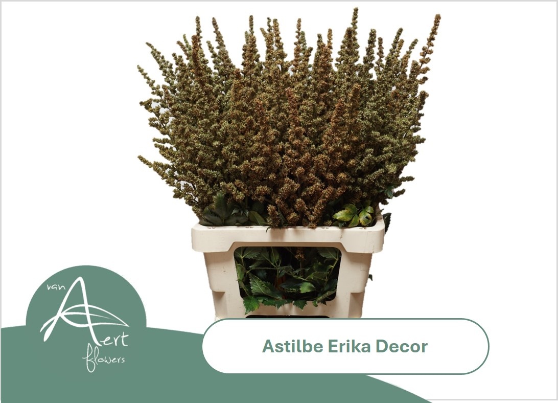 Astil Ar Erika Decor
