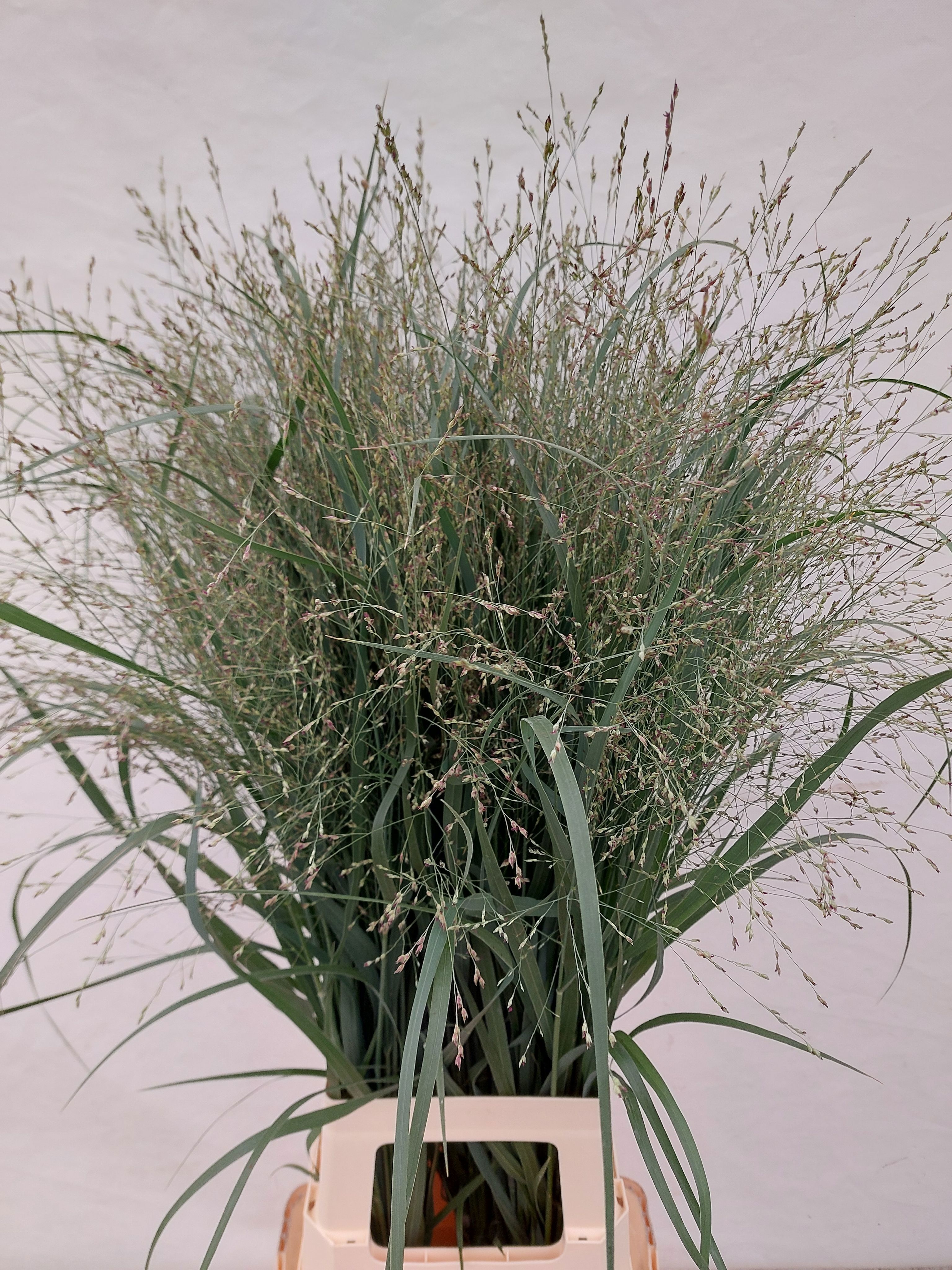 Siergras Pst 90cm