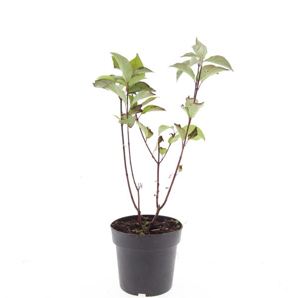 Picture of Cornus alba Kesselringii P17 (2 Ltr) (LOOSE)