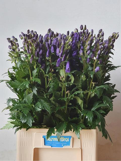 Aconitum Arensi 80cm