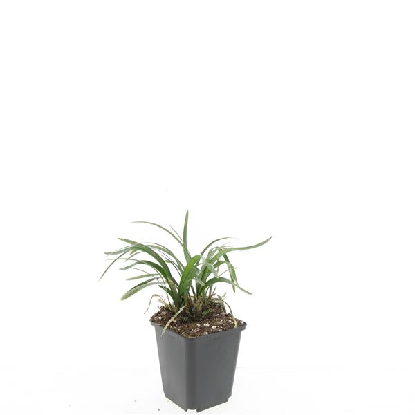 Picture of Liriope muscari Monroe White P9