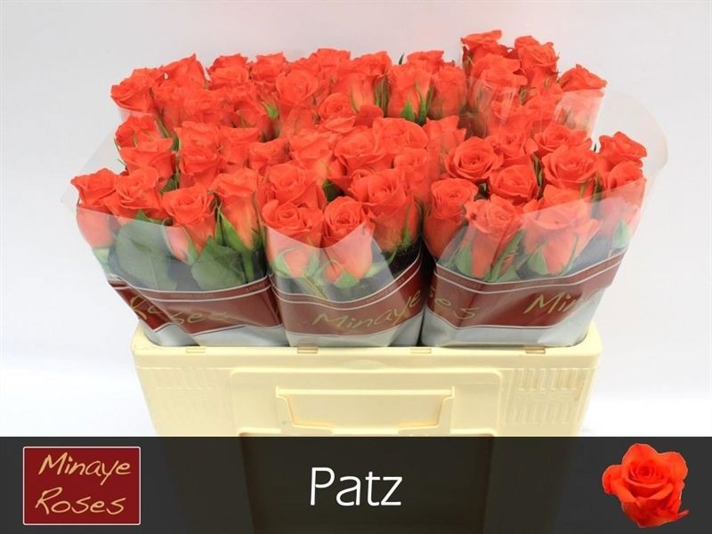 R Gr Patz