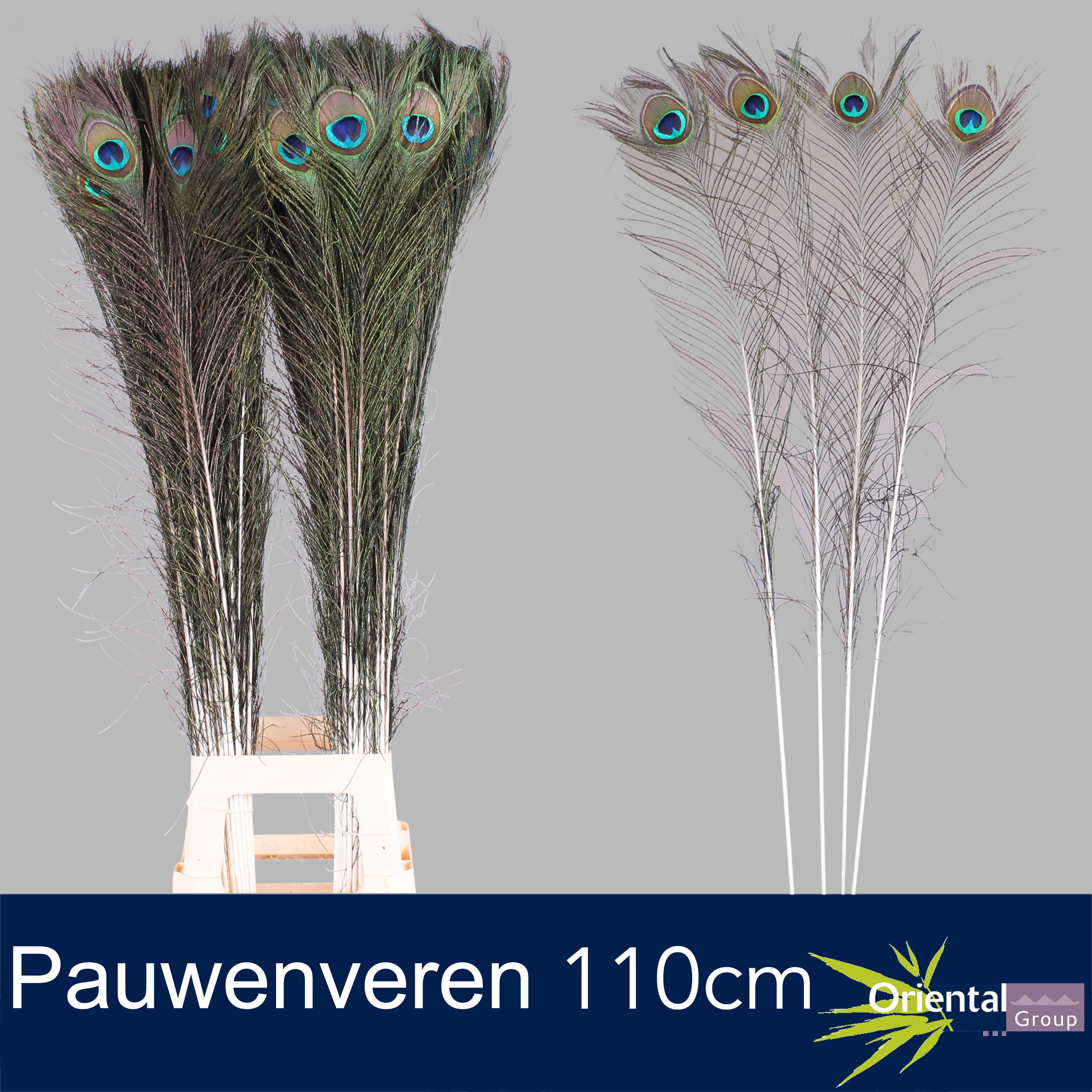 Pauwenveren H% 120cm