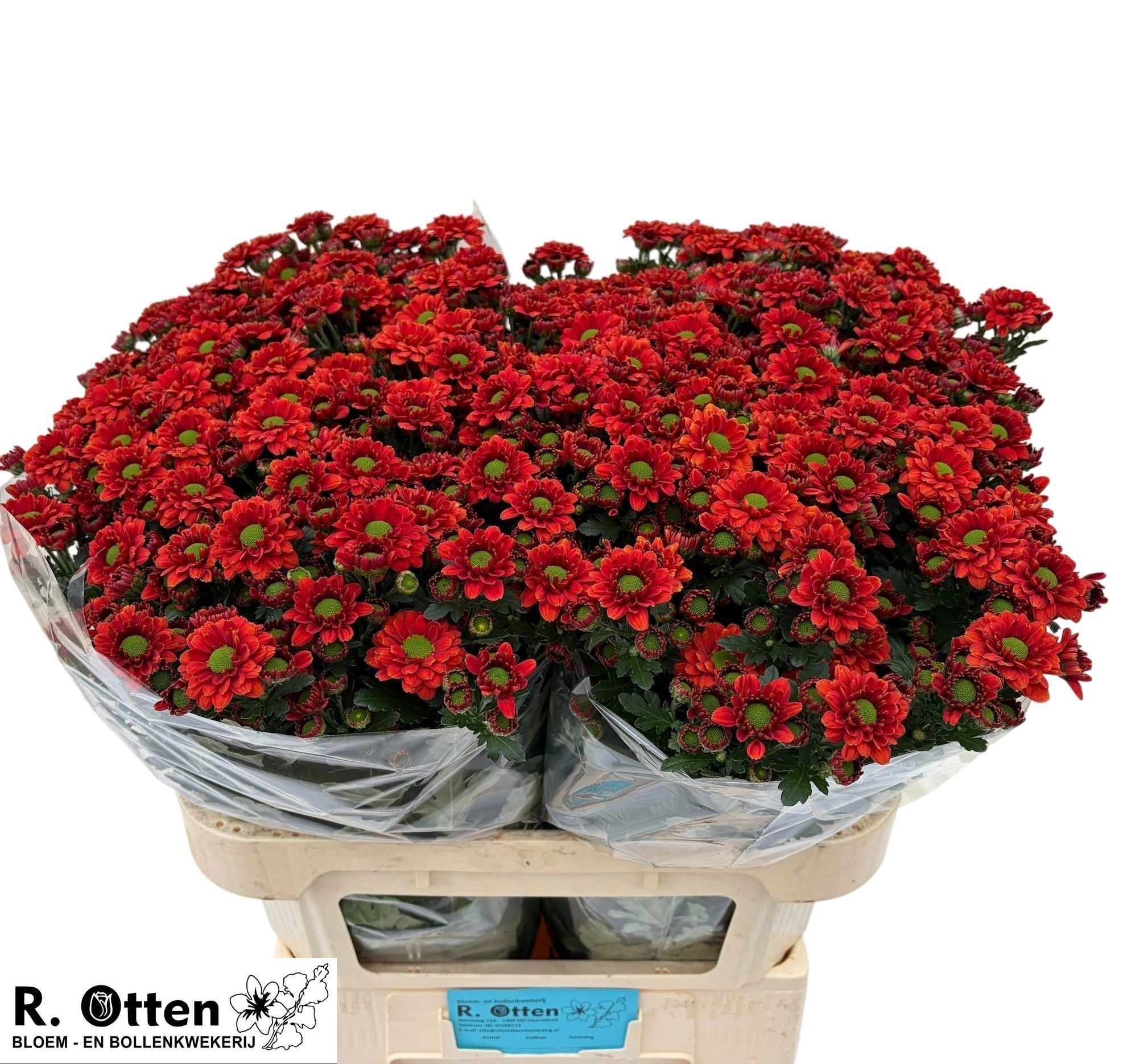 Chr S Melissa L Oran 75cm 160Ø