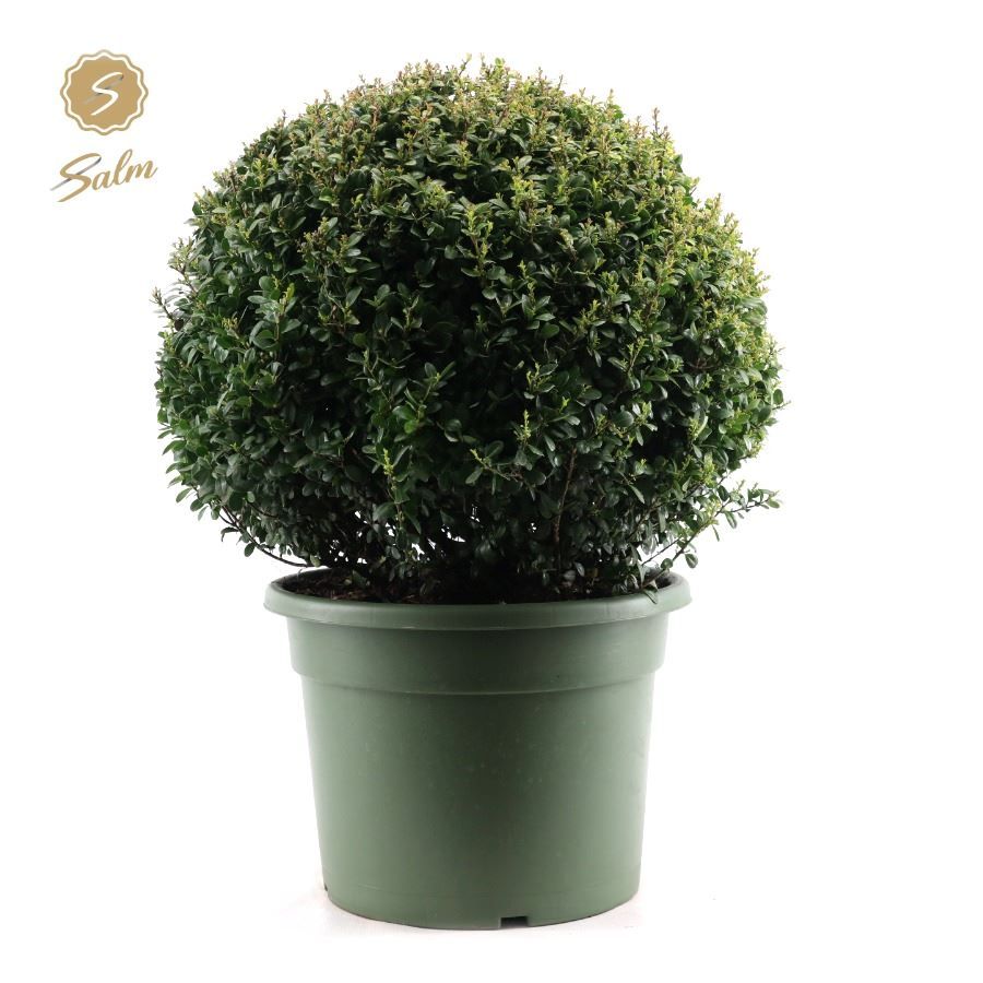 Picture of Ilex crenata Ball Ø60cm P40