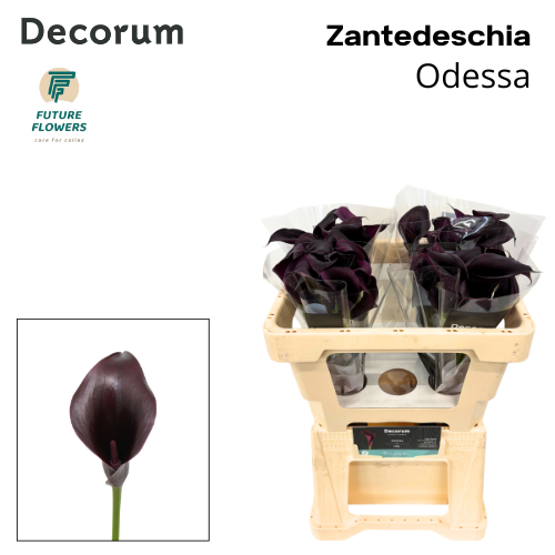 Zant Odessa