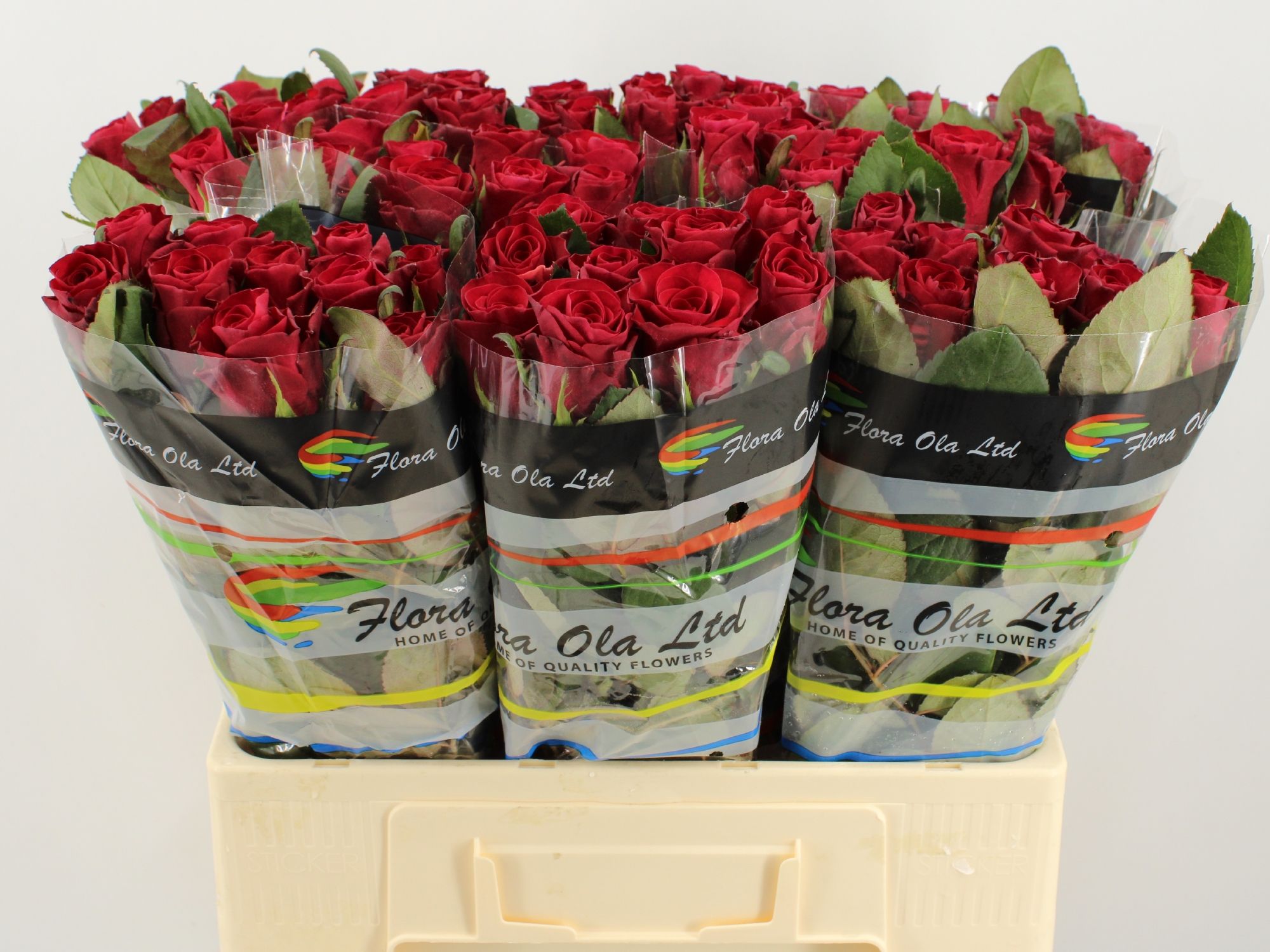 Rosa Red Tacazzi+ 60cm