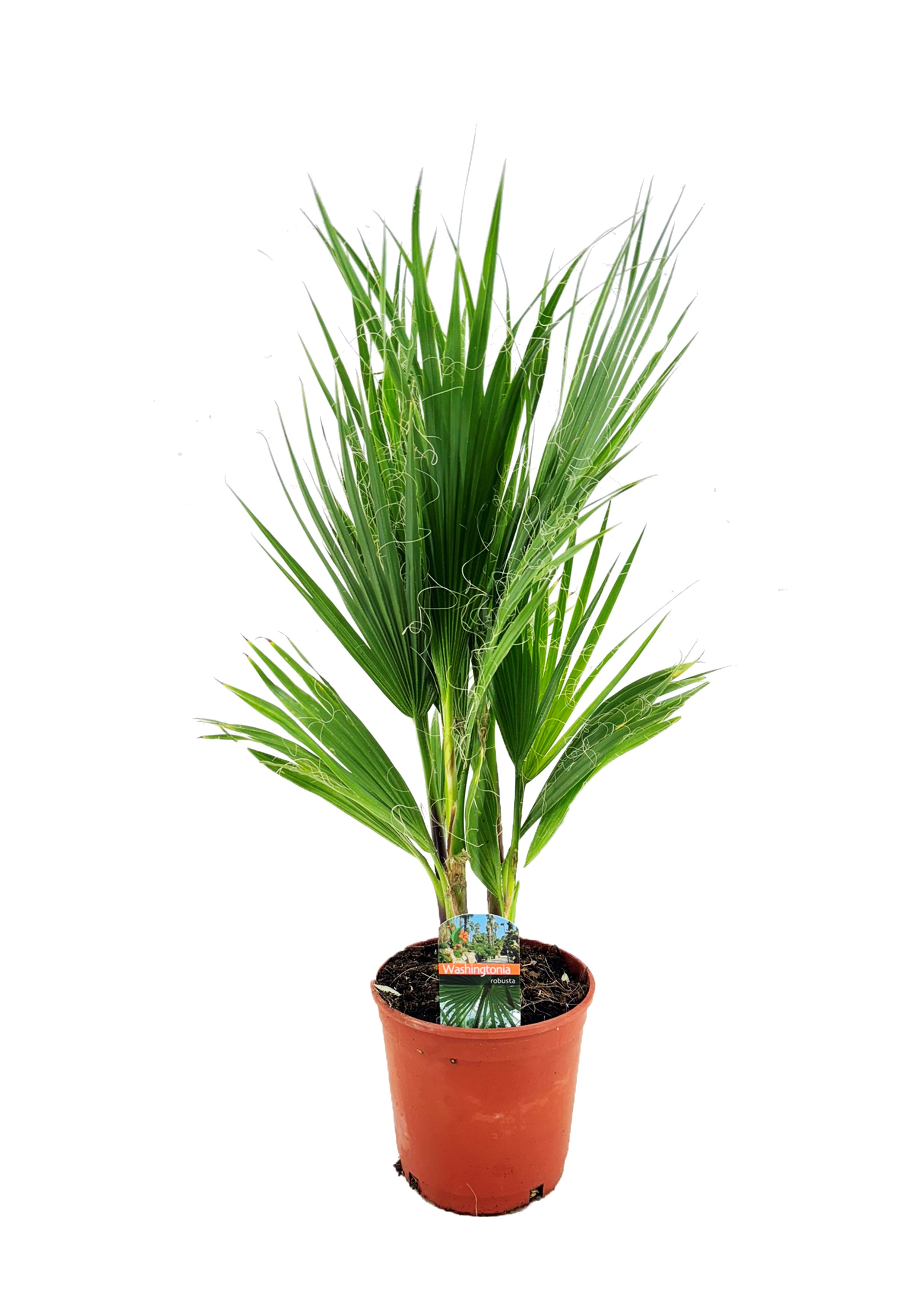 Picture of Washingtonia robusta P17 (2 Ltr) (LOOSE)