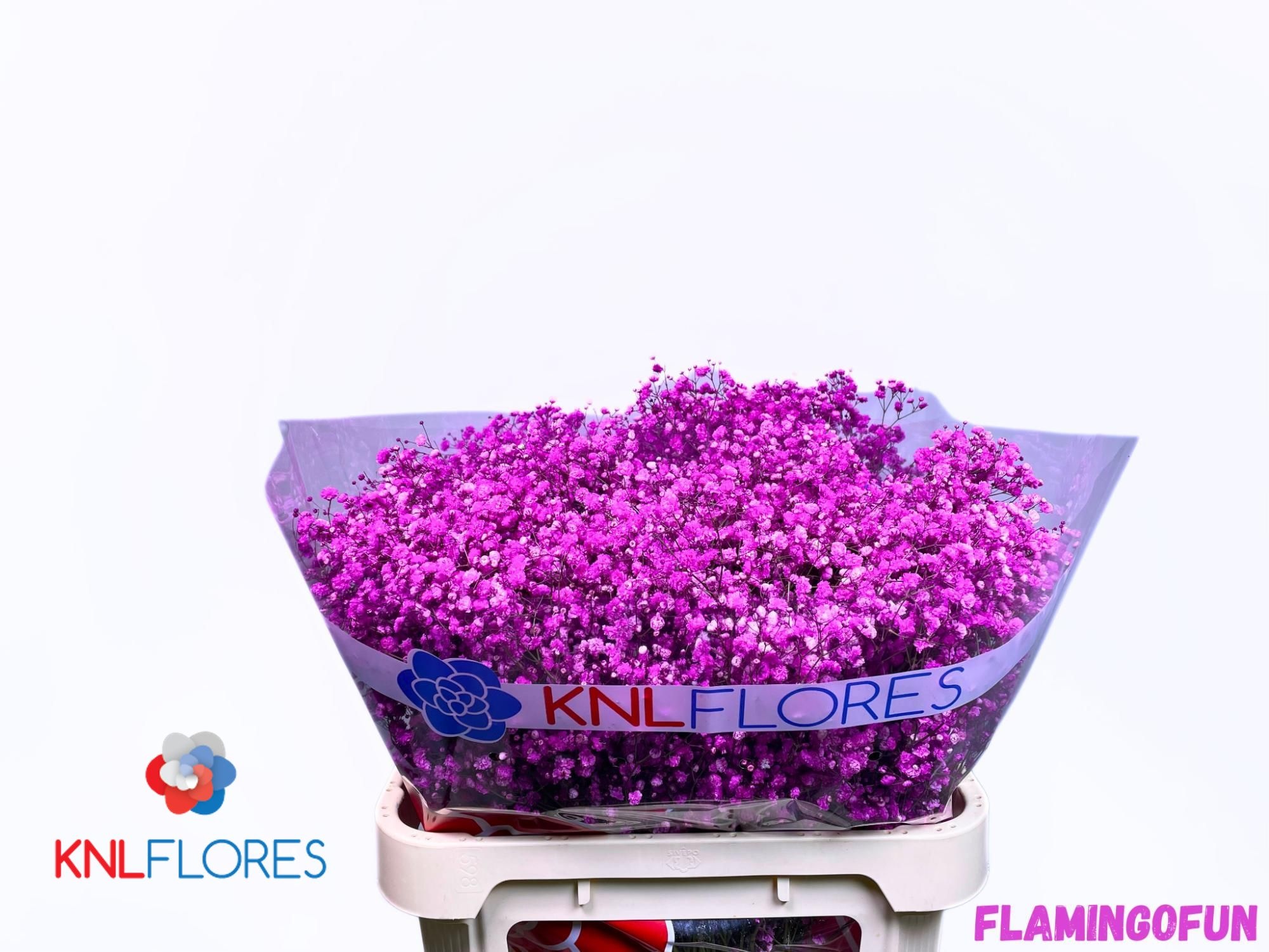 Gypsophila Painted 80cm 40gram