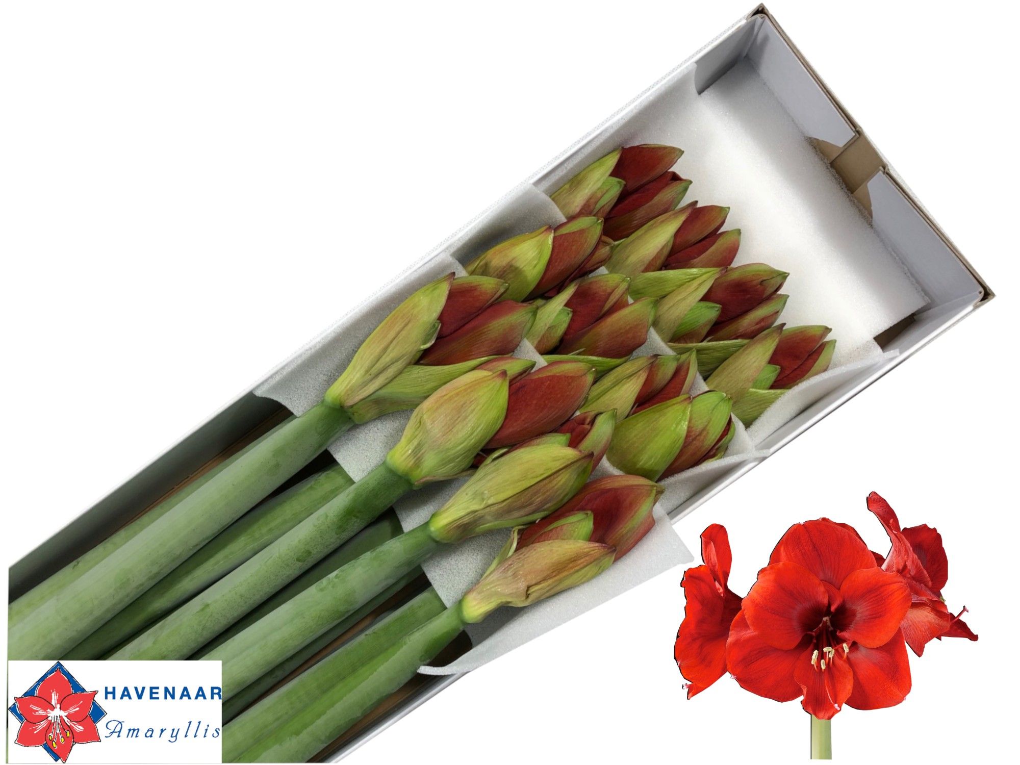 Hippeastrum Ferrari 4bl