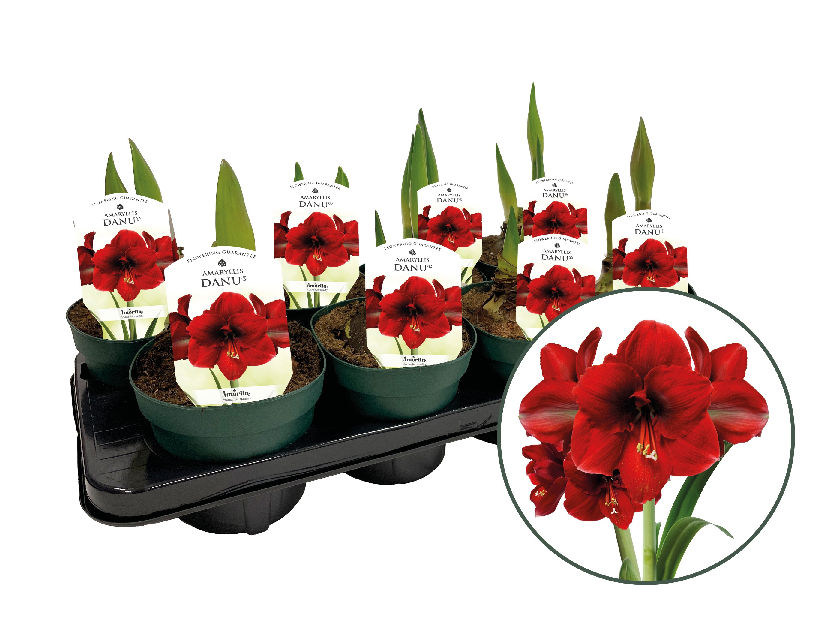 Picture of Hippeastrum Danu Red 3+ shoots P14 20CM