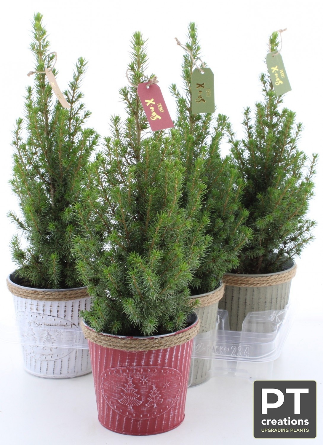 Picea Gl Perfecta 15Ø 47cm