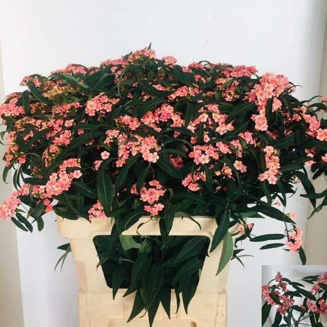 Euphorbia Spray Pink Baron 80cm