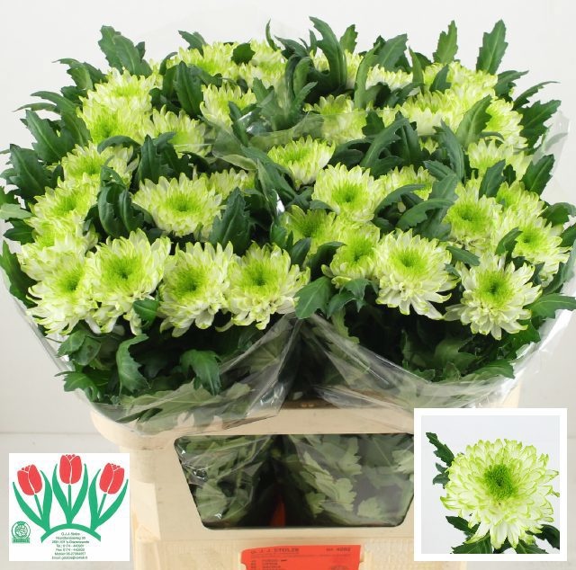 Chrys Single Zembla Lime 70cm 95gram