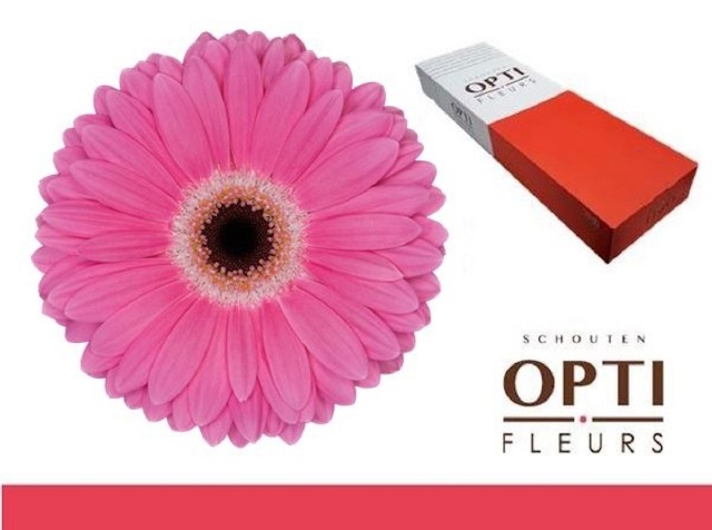 Gerbera Dreamer