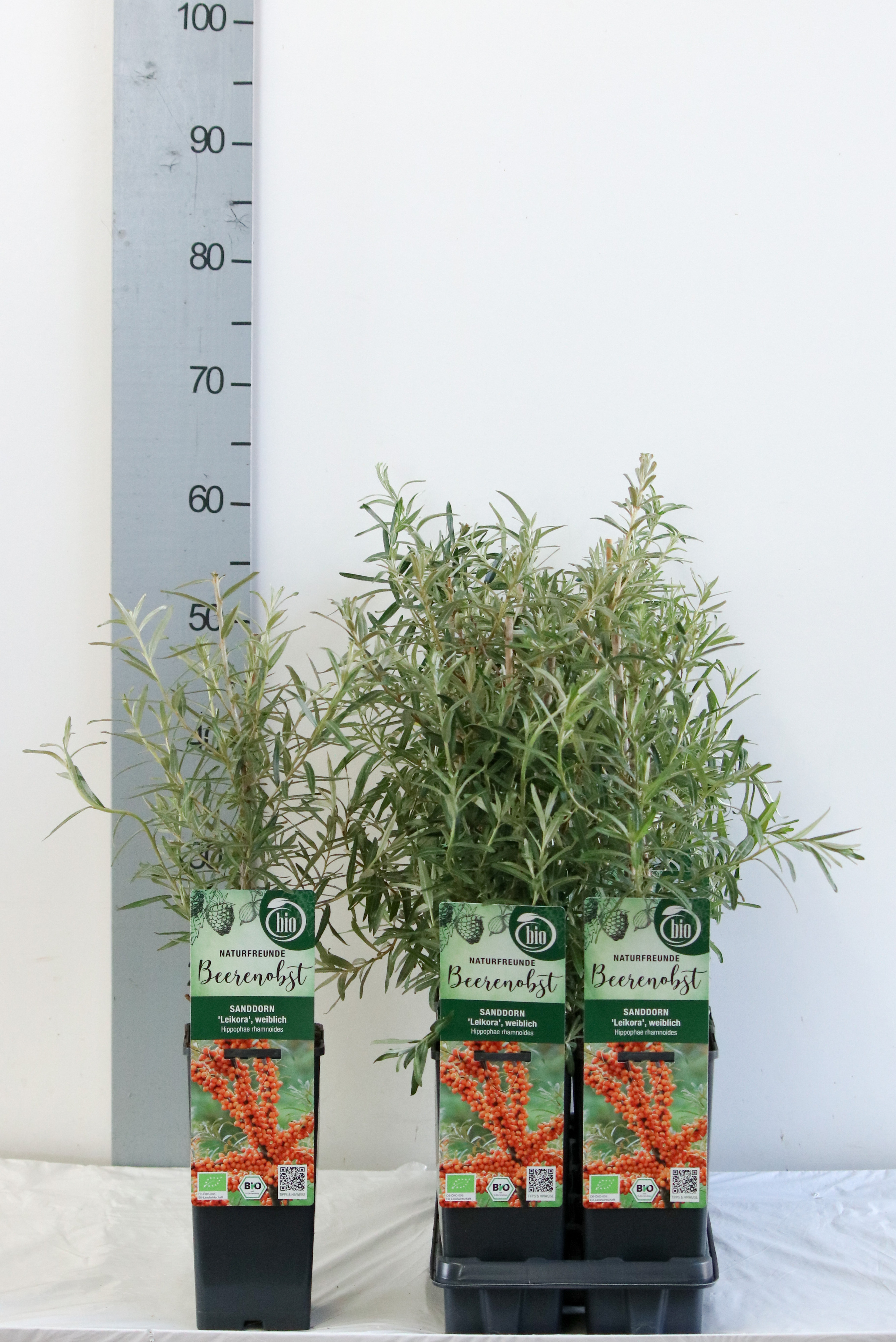 Hippophae rhamnoides 'Leikora' bio