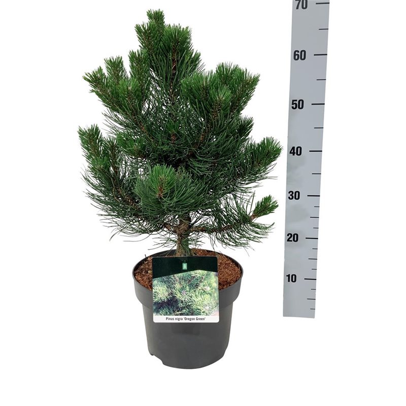 Picture of Pinus nigra 'Oregon Green'