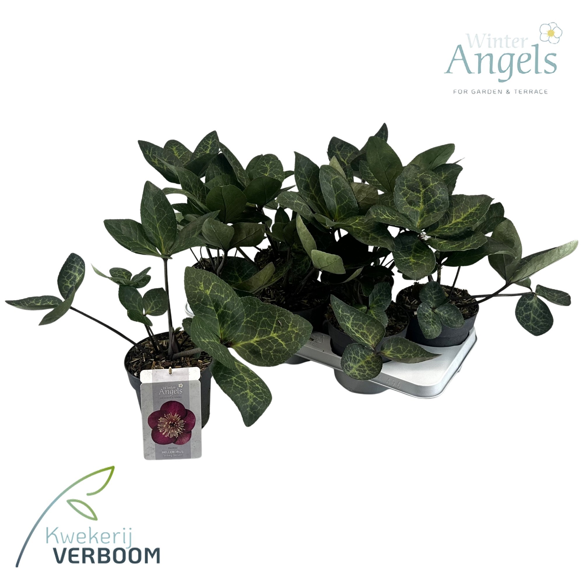 Helleborus Frostkiss Vibey Velvet GROEN