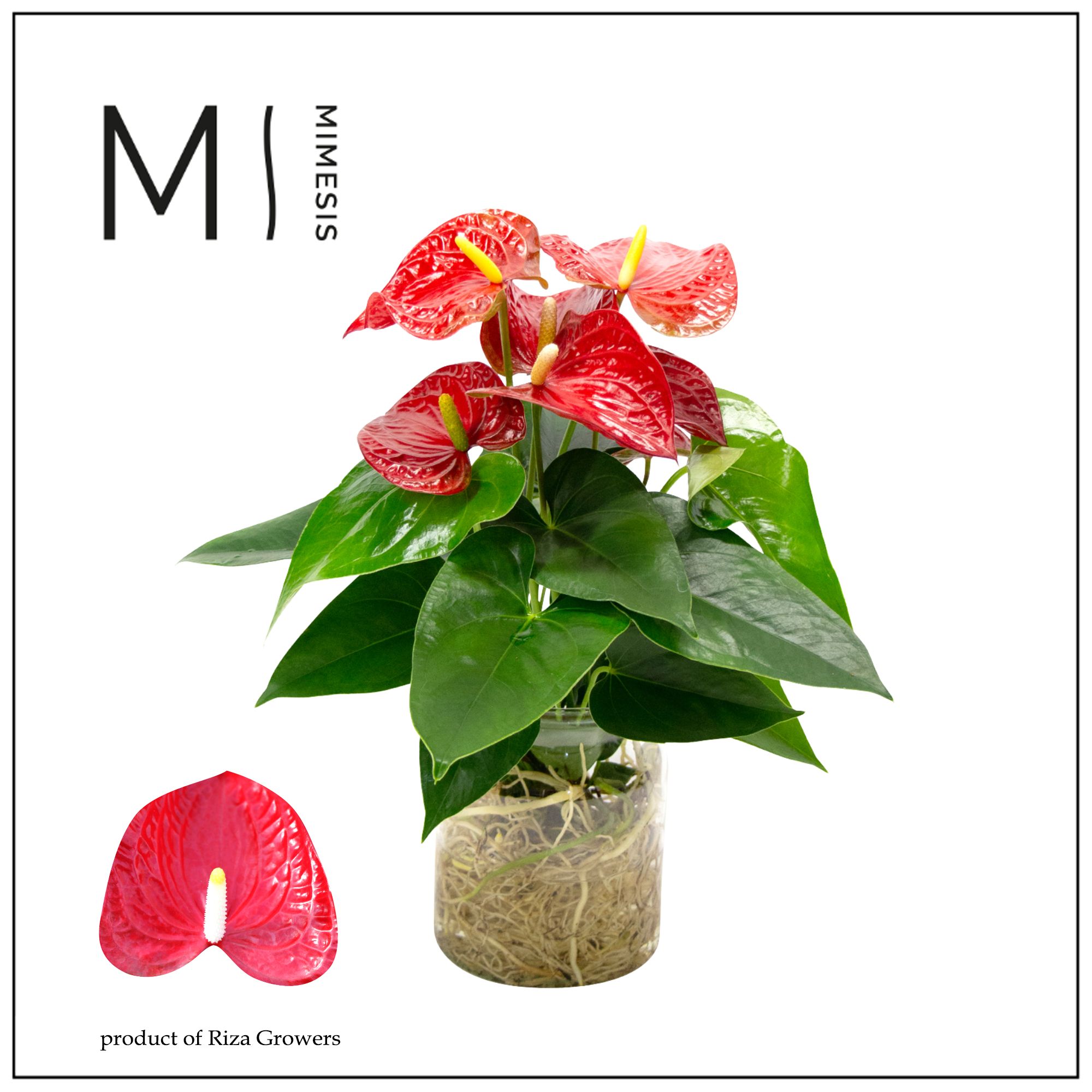 bonsai ficus ginseng dnger Buy Ficus Ginseng Plants Online