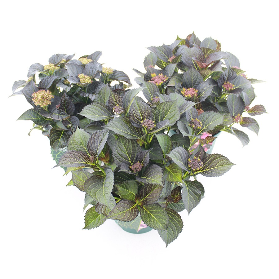 Picture of Hydrangea macr. Black Diamonds® MIX C5 (23cm.) Kn.