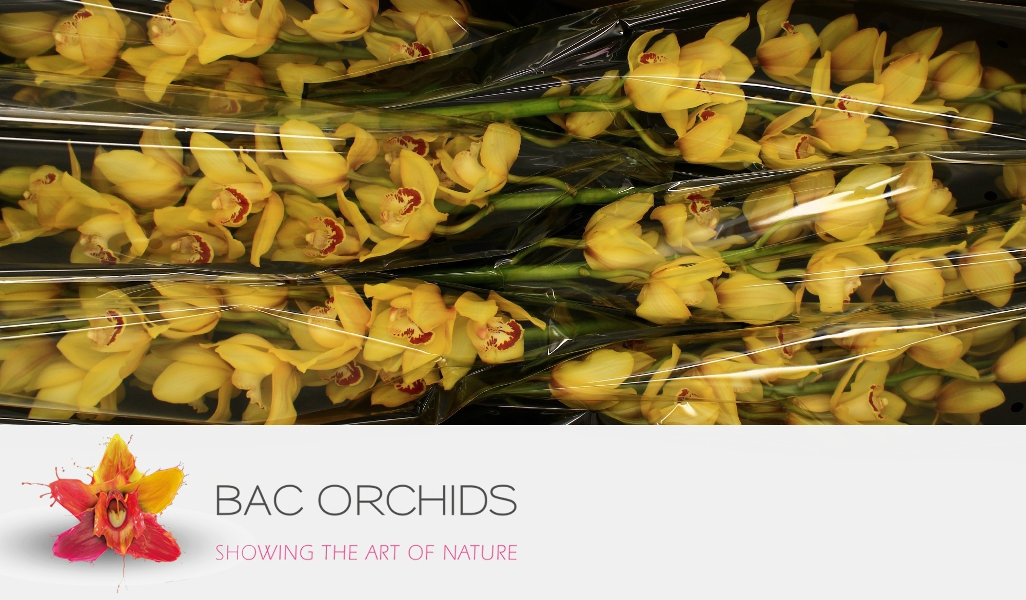 Cymbidium Yellow Cab 12/15bl