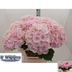 Hydrangea Verena Pink 60cm 17Ø