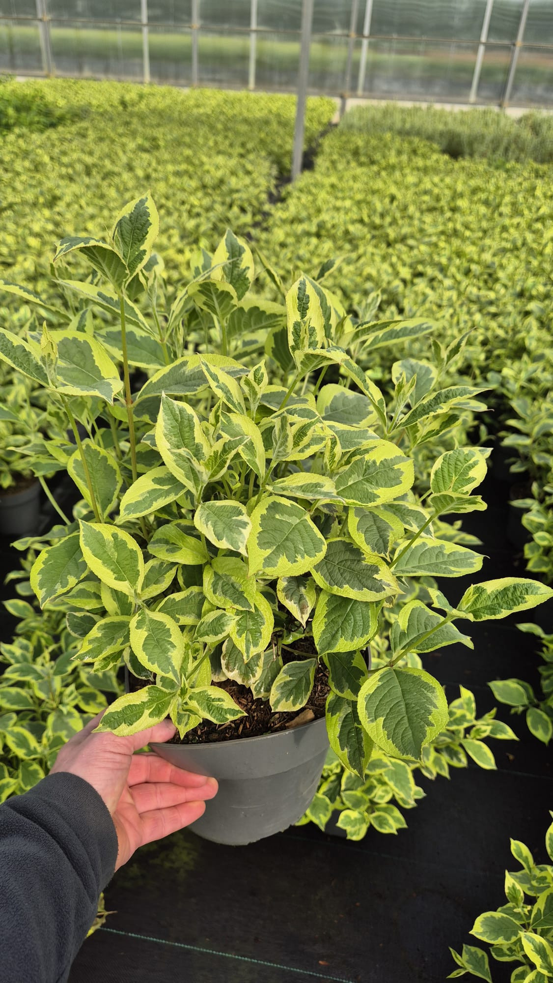 Weigela 'Nana Variegata'