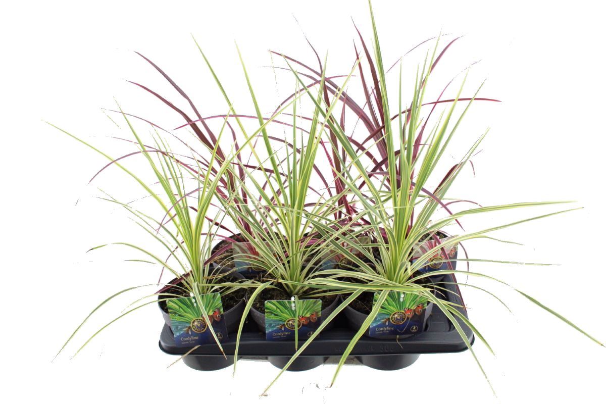 Picture of Cordyline mix