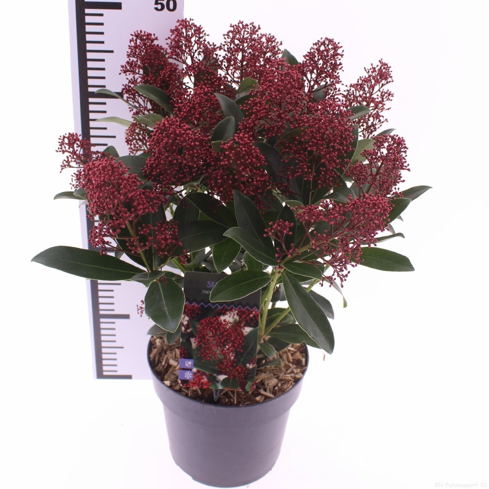 Picture of Skimmia jap. 'Rubella'