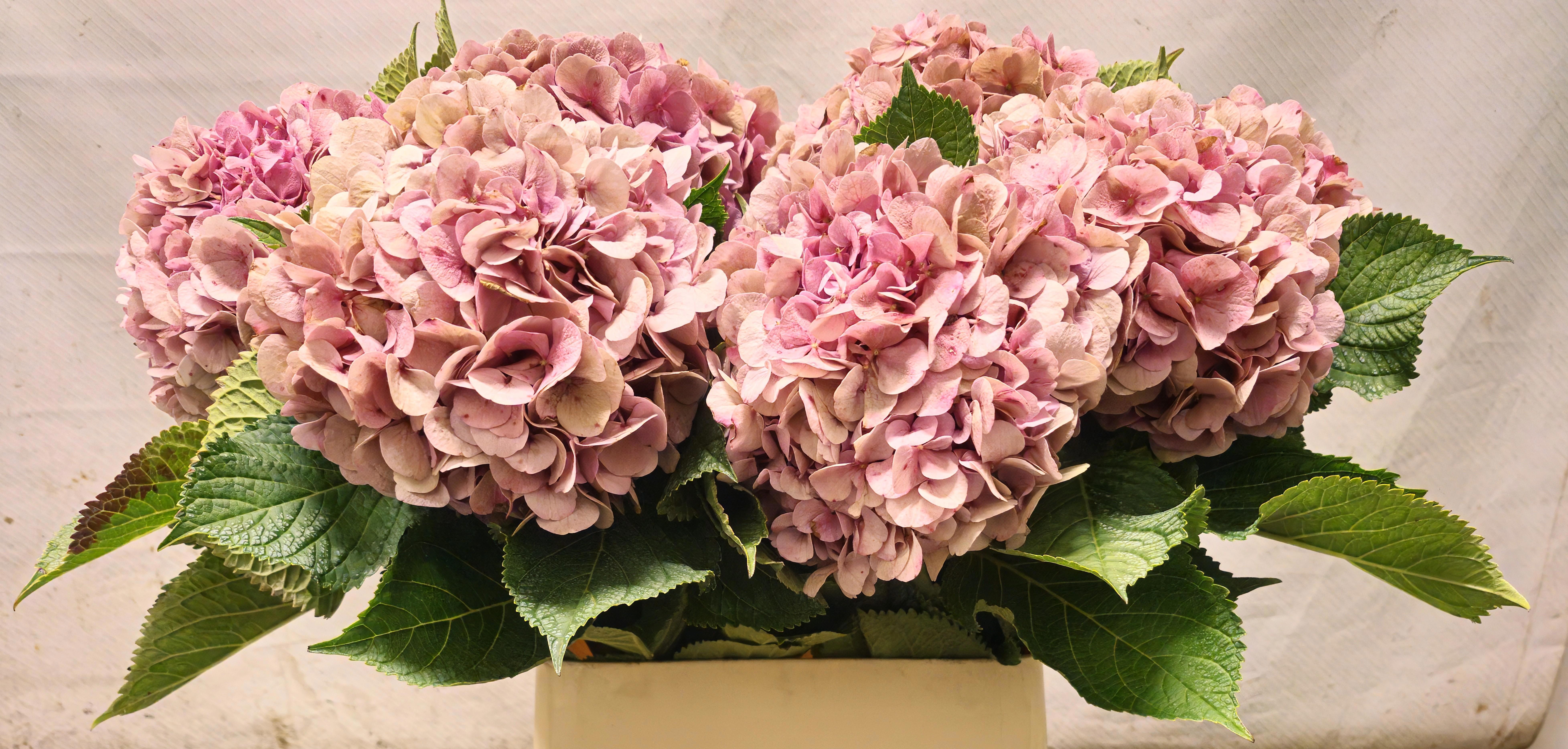 Hydrangea Bodensee Clas 90cm 19Ø