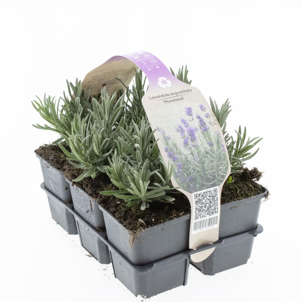 Picture of Lavandula ang. Munstead 6 PACK SET 10CM (LOOSE)