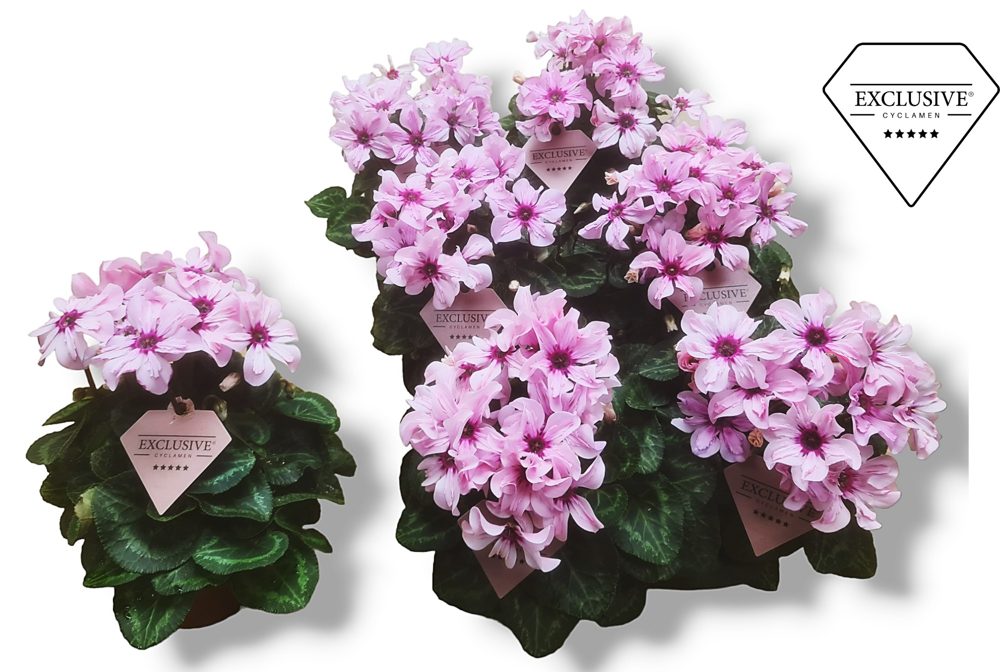 Picture of Cyclamen ILLUSIA P10.5 25CM