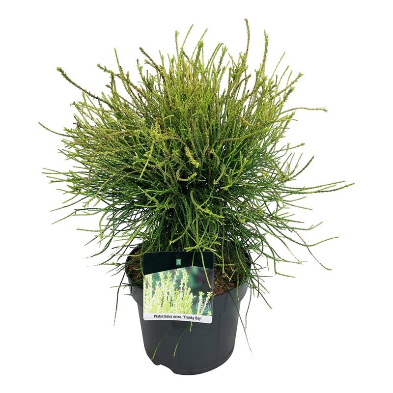 Picture of Thuja or. 'Franky Boy'