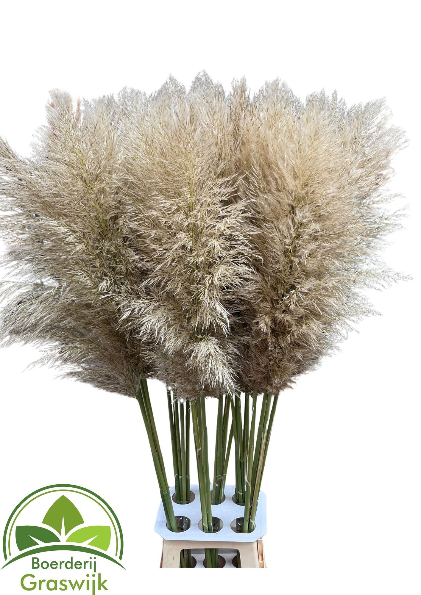 Cortaderia 140cm