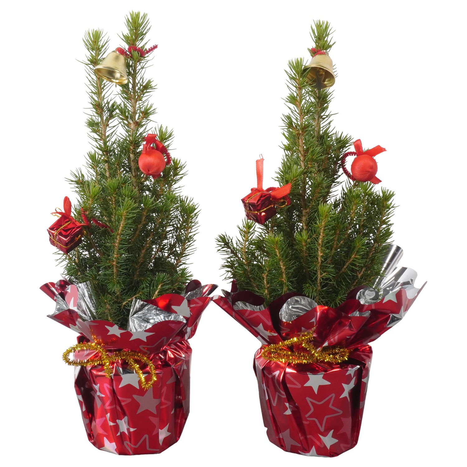 Picture of PTK24311 Picea Conica Perfecta in Rondella decoration P9 30CM