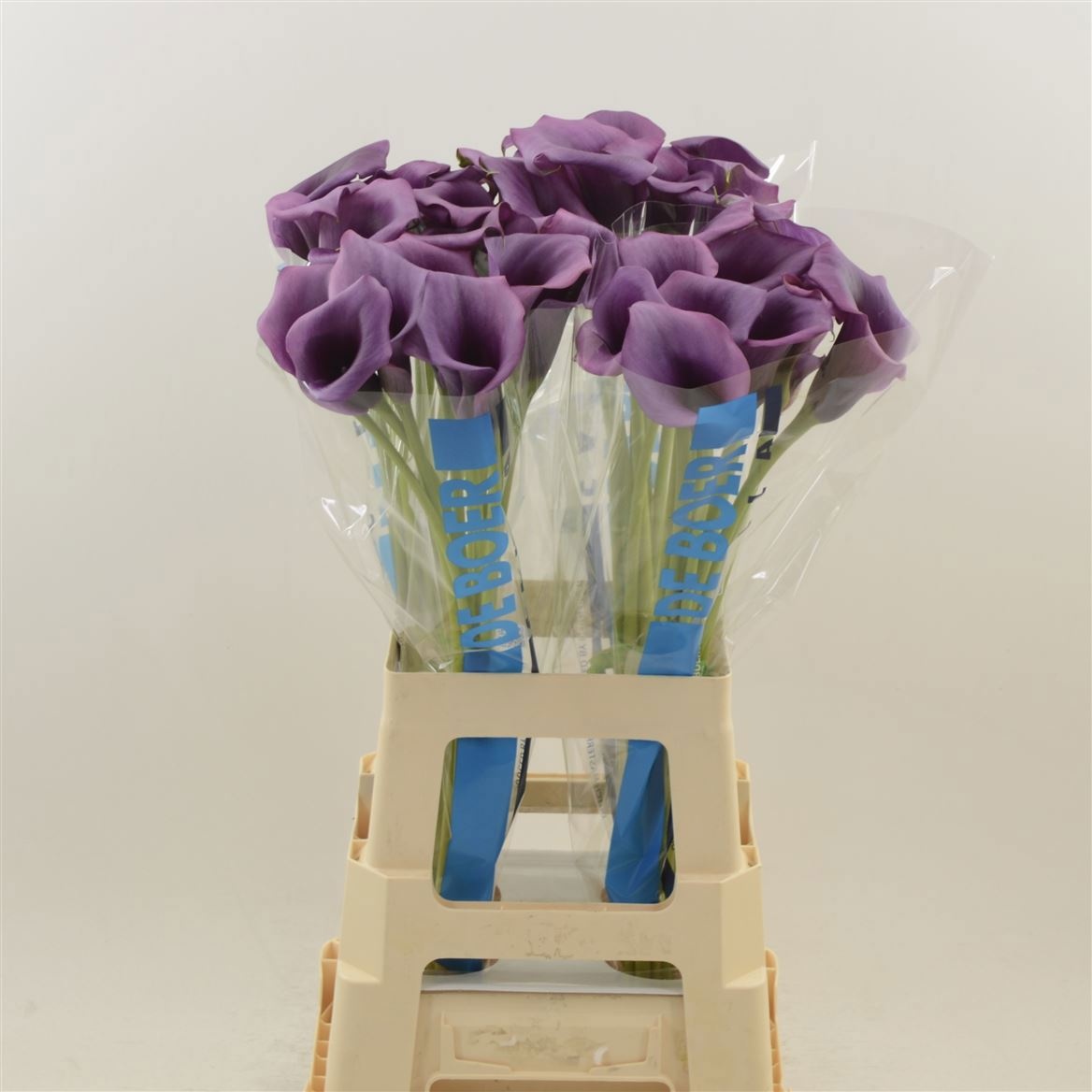 Calla Durban 70cm