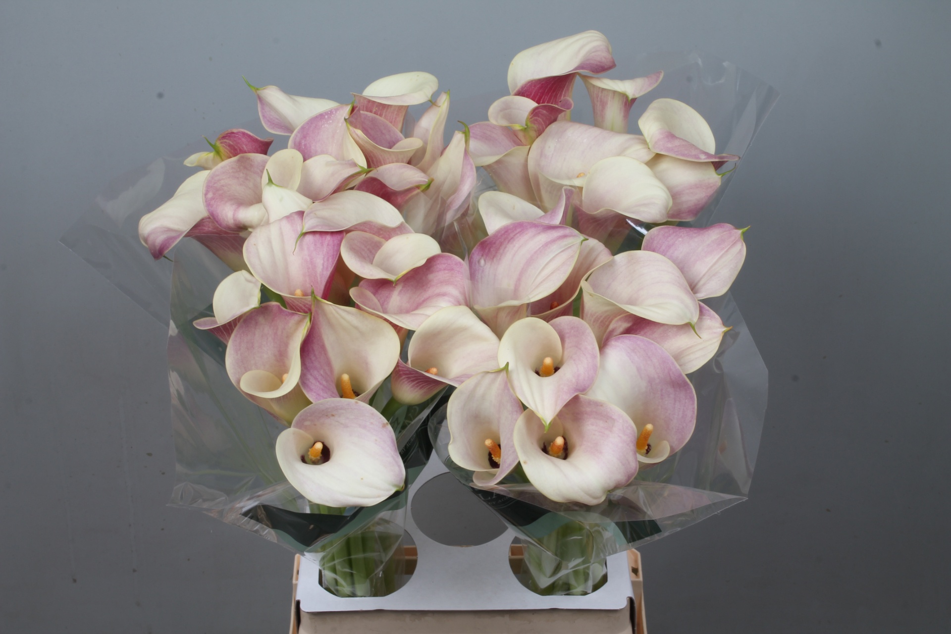 Calla Blushing Lady 70cm