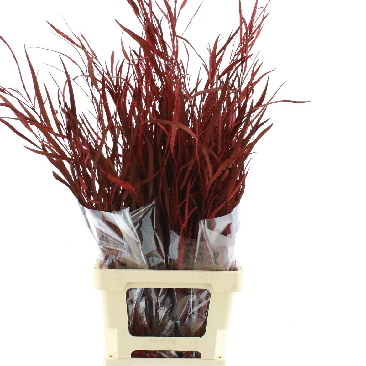 Decoration Greens Painted 70cm 200gram
