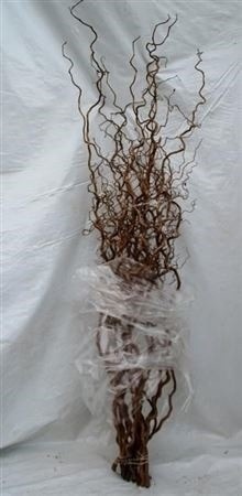 Corylus Avellana Contorta 80cm