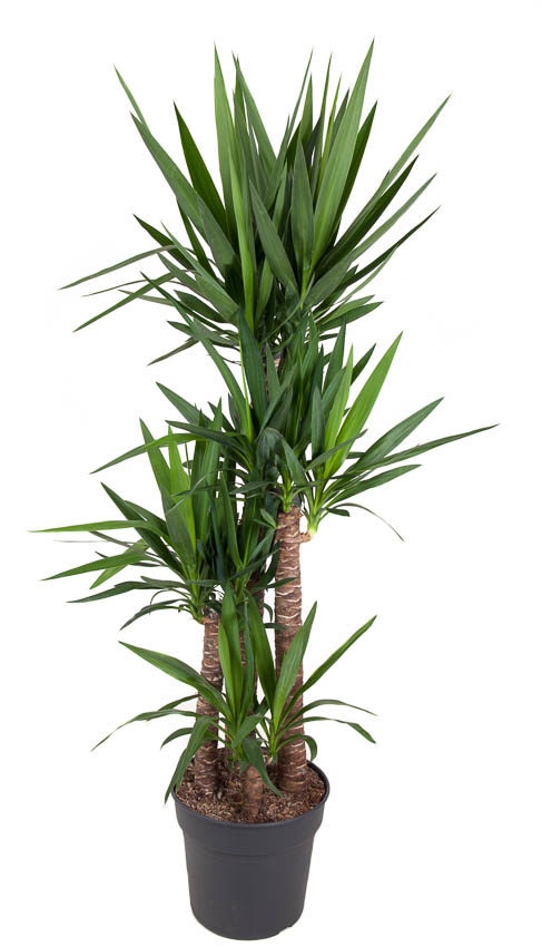 Yucca Yucca