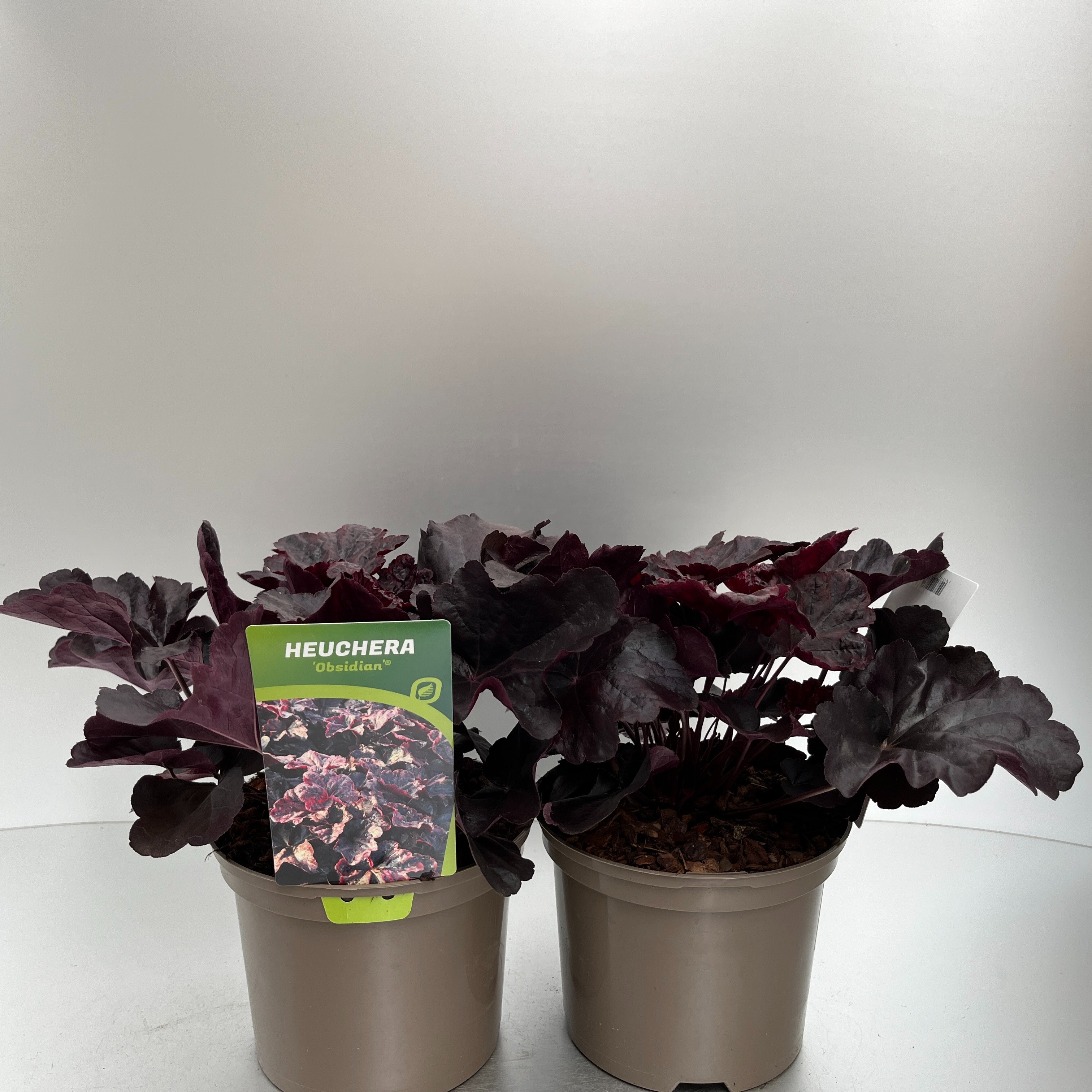 Picture of Heuchera Obsidian P17 (2 Ltr)