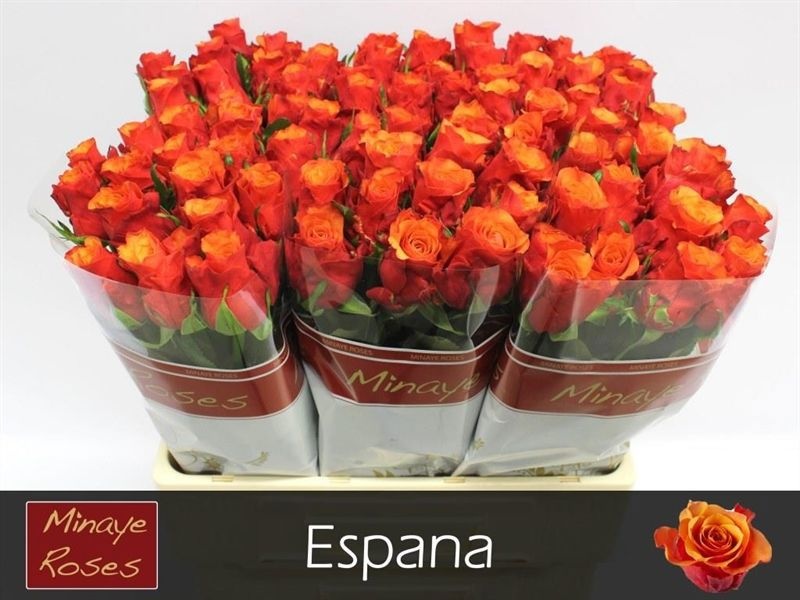 R Gr Espana@