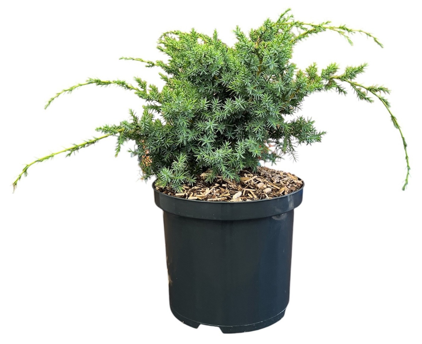 Juniperus chinensis 'Blue Alps'