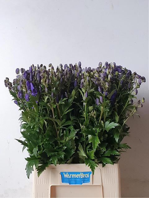 Aconitum Arensi 80cm