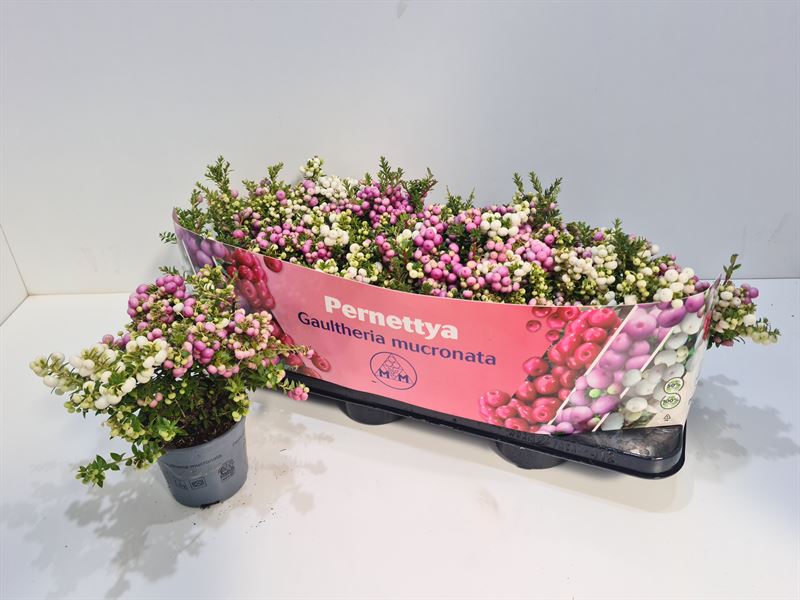 Picture of Gaultheria mucronata duo P10.5