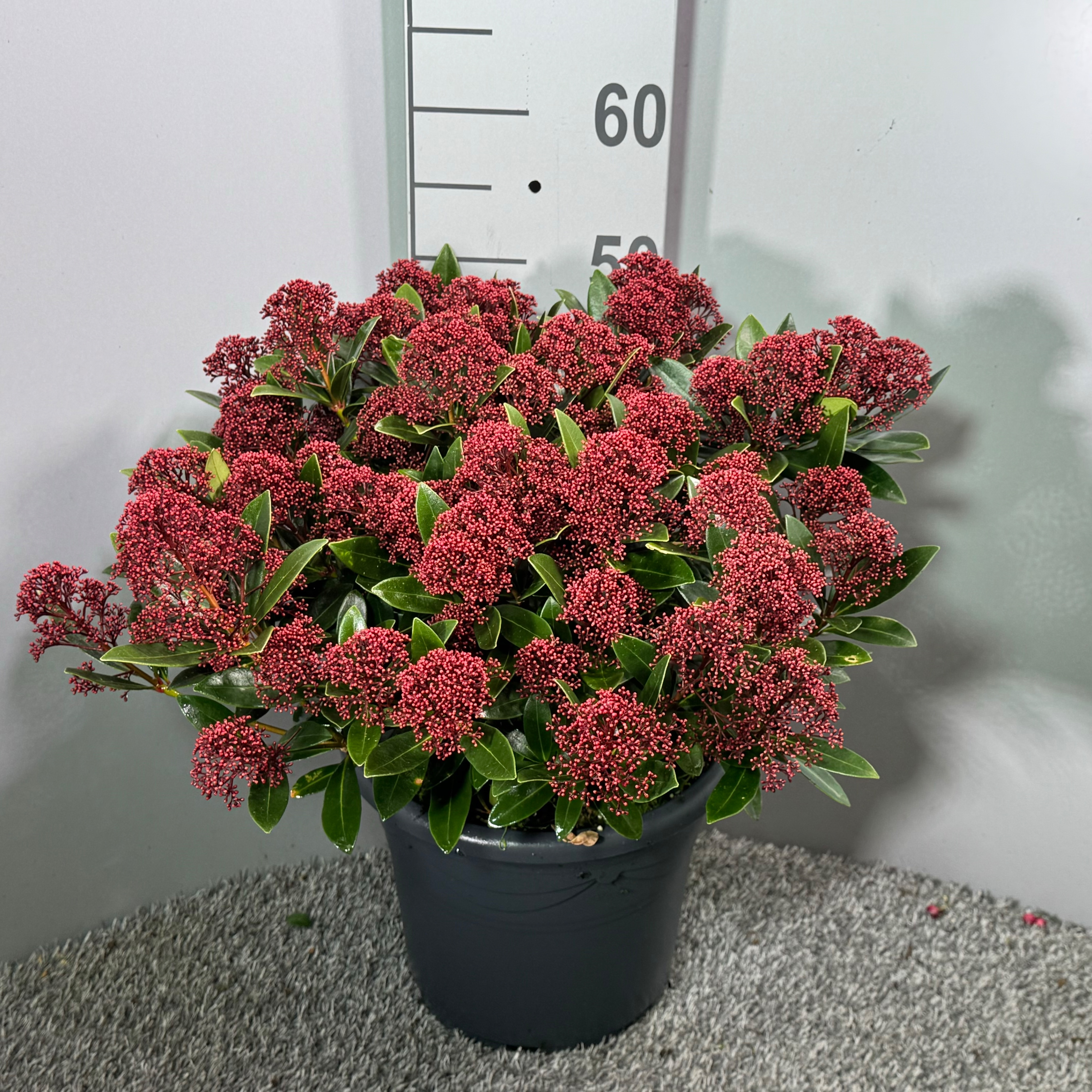 Picture of Skimmia japonica Rubesta P26 (7.5 Ltr) (LOOSE)